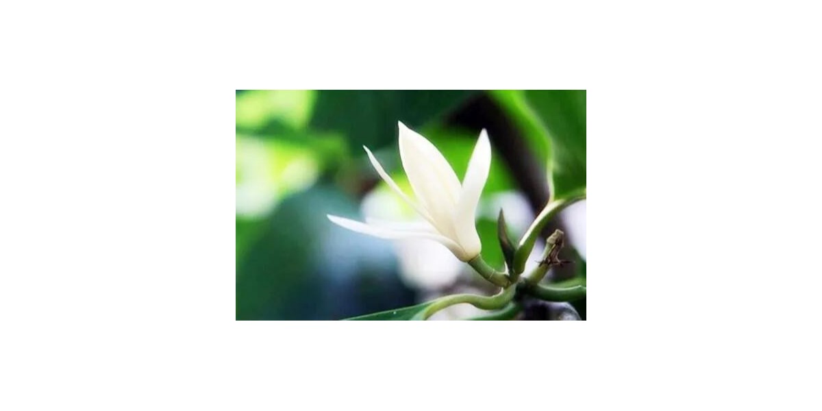 純露白蘭，花漾年華
