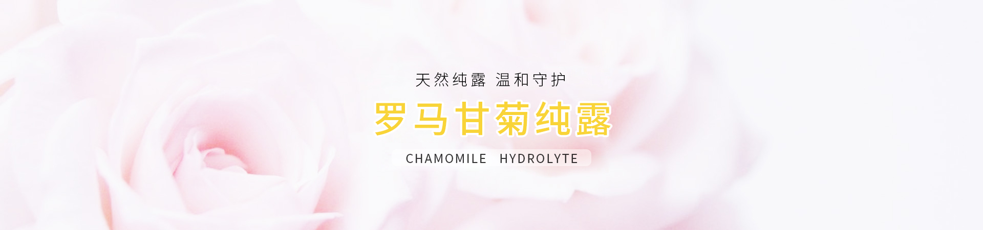 羅馬甘菊純露底圖.jpg